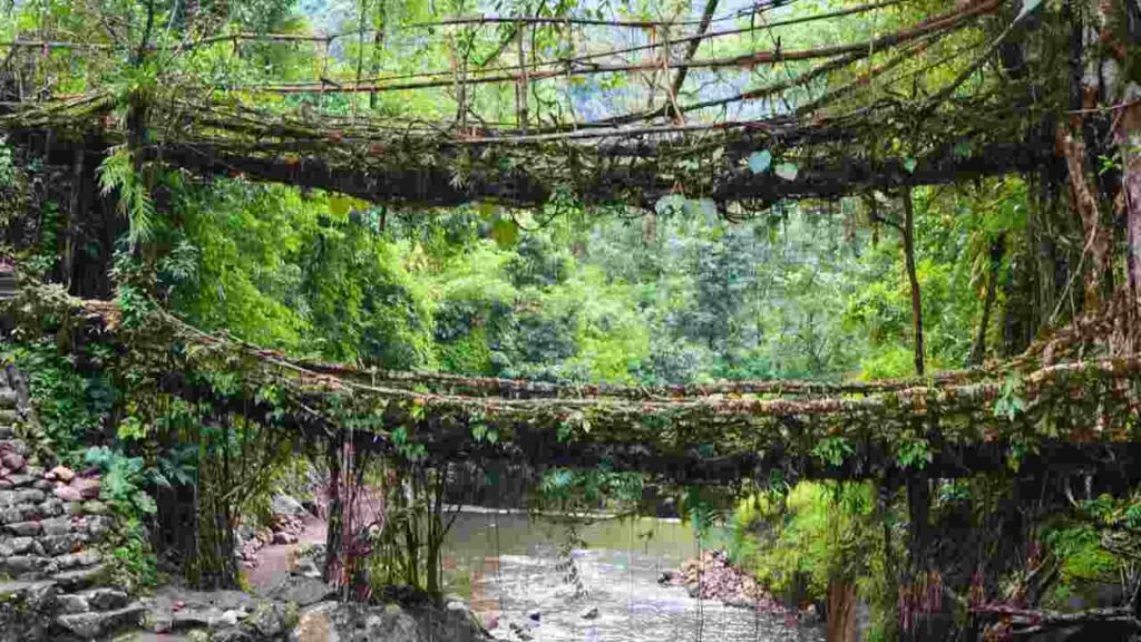 Double Decker Living Root Bridge, Cherrapunjee