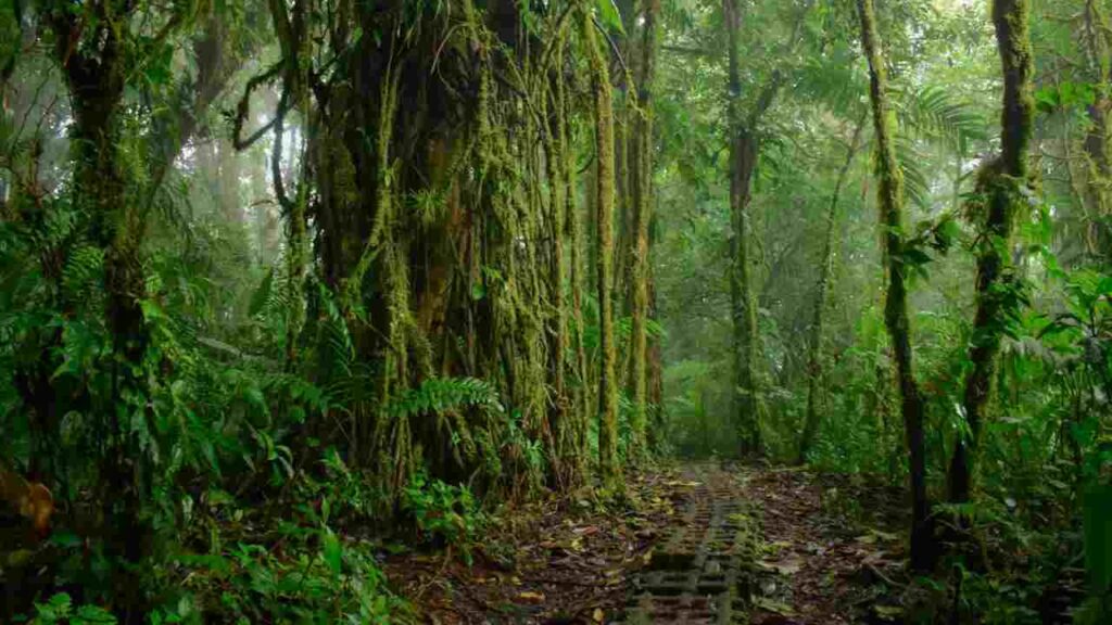 Monteverde Cloud Forest Biological Reserve