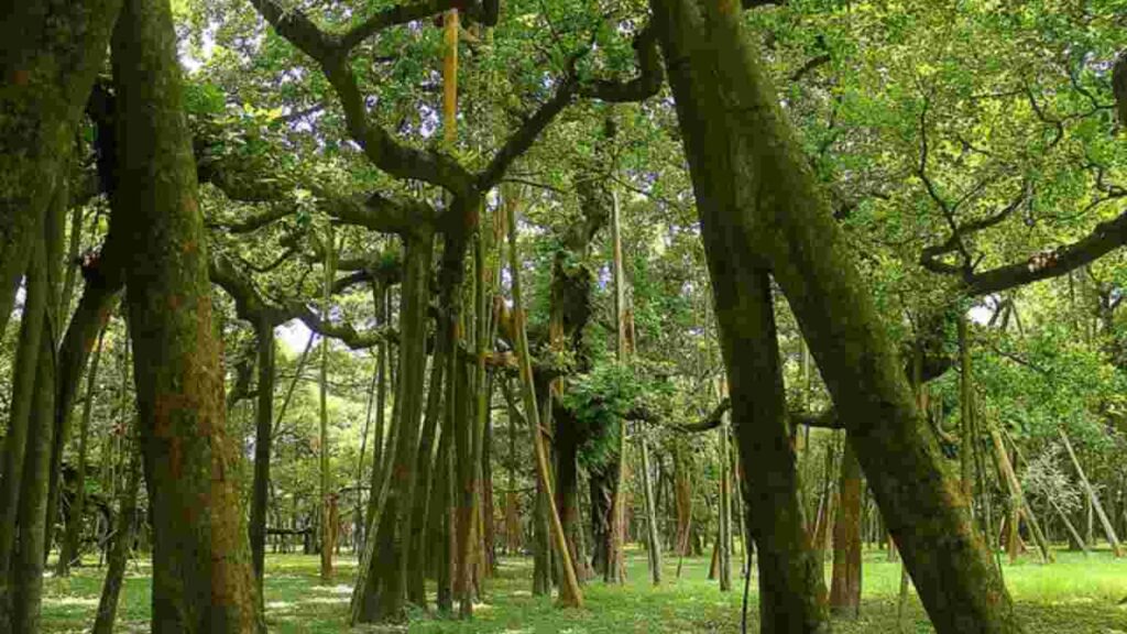 The Great Banyan Tree in Howrah